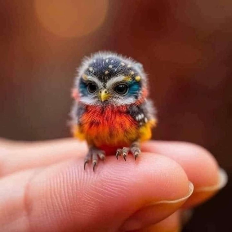 Create meme: the smallest bird, animals , birds are rare