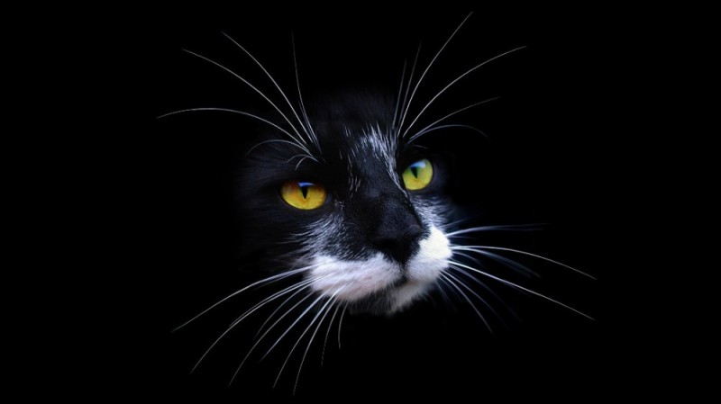 Create meme: black cat , black cat, the muzzle of a black cat