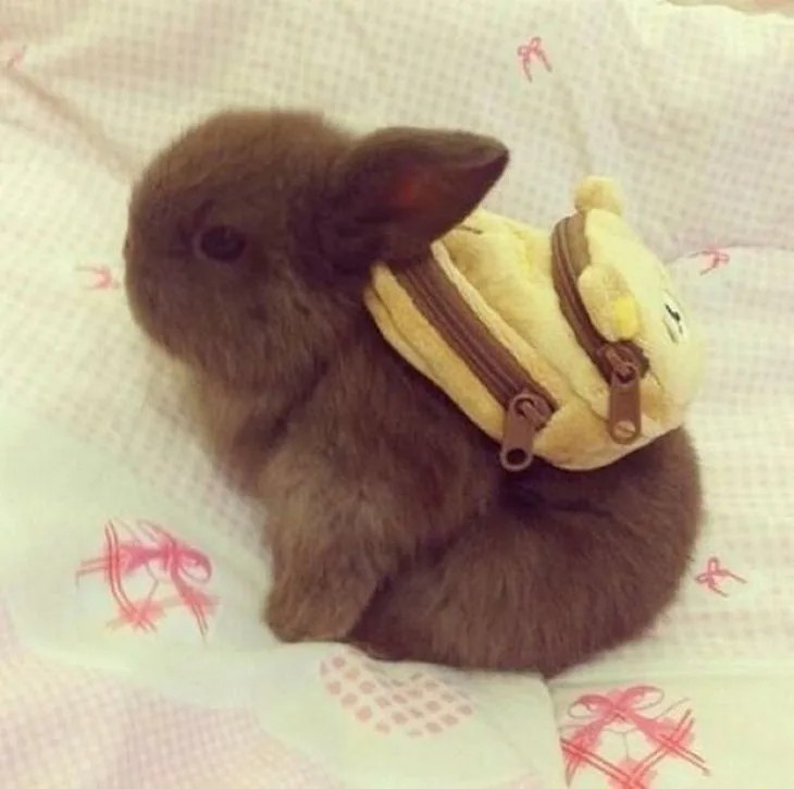 Create meme: rabbit , cute bunnies, bunny backpack