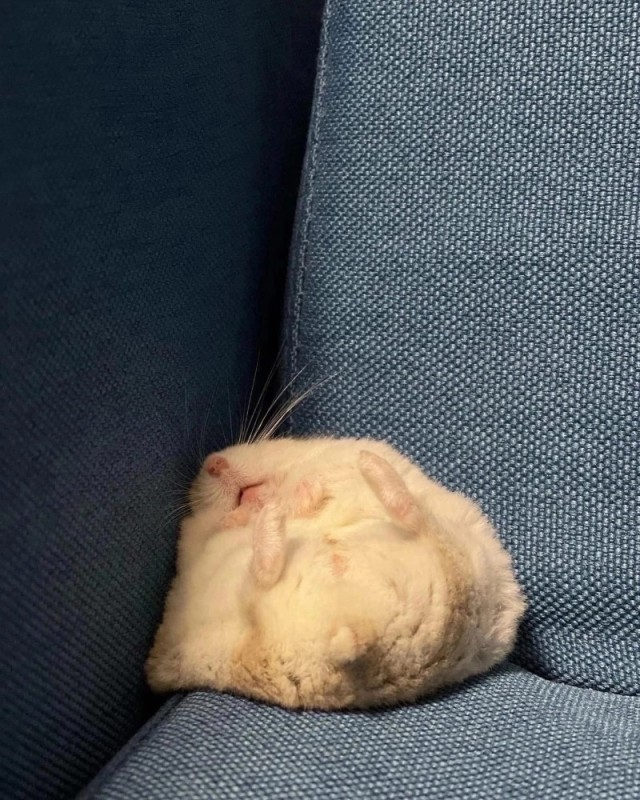 Create meme: cat , sleepy hamster, sleeping cat meme