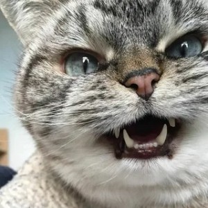 Create meme: very angry cat, evil cat, angry cat