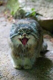 Create meme: cat manul , funny manul, wild cat manul