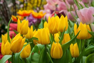 Create meme: tulips yellow, beautiful tulips, tulips