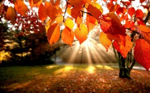 Create meme: autumn leaves, autumn, the glow of autumn