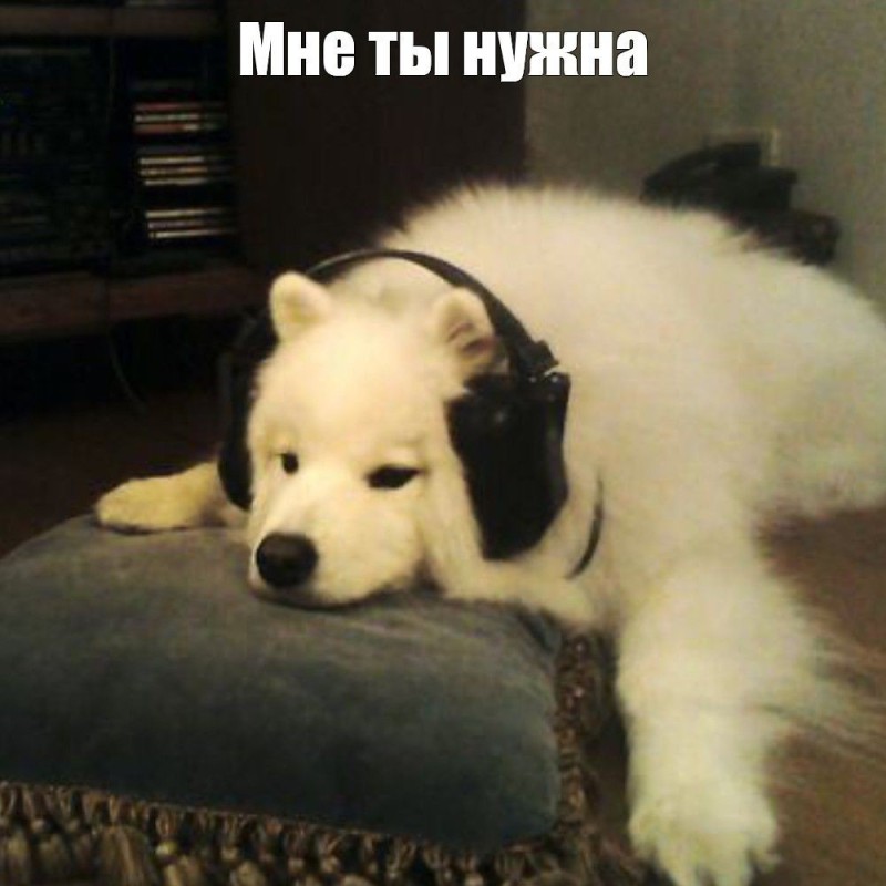 Create meme: laika samoyedskaya, the dog is a Samoyed husky puppy, samoyed husky dog