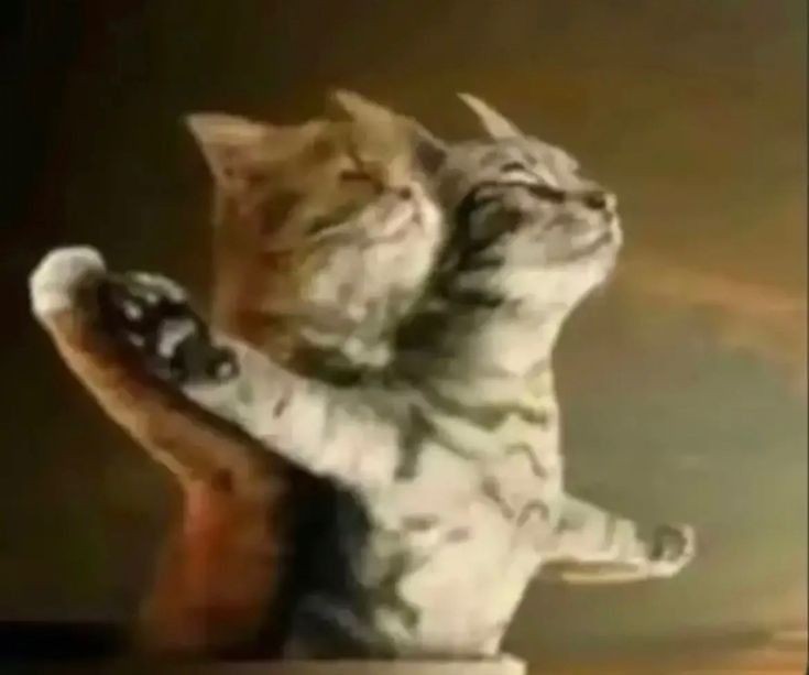 Create meme: cat and kitten , a cat in love, cat romantic