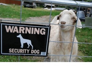 Создать мем: позитивные животные, pet dog, security dog tumblr