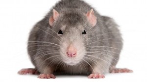 Create meme: decorative rat, rat on white background, rat