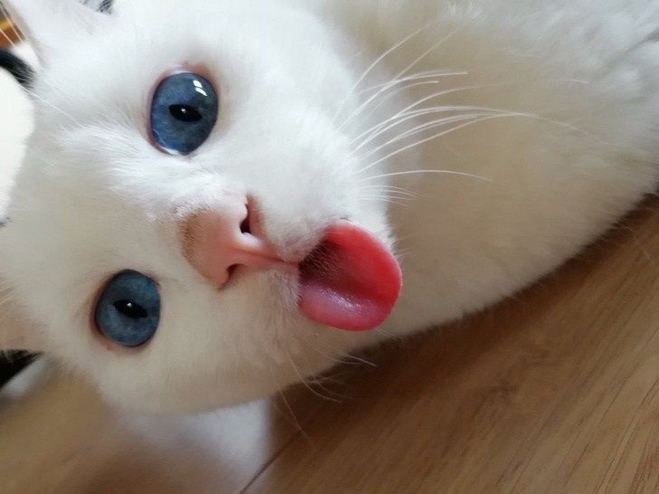 Create meme: A kitten with its tongue hanging out, cute cats funny, cat with tongue hanging out