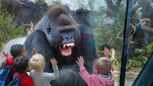 Create meme: gorilla at the Moscow zoo, gorilla in the zoo, gorilla funny