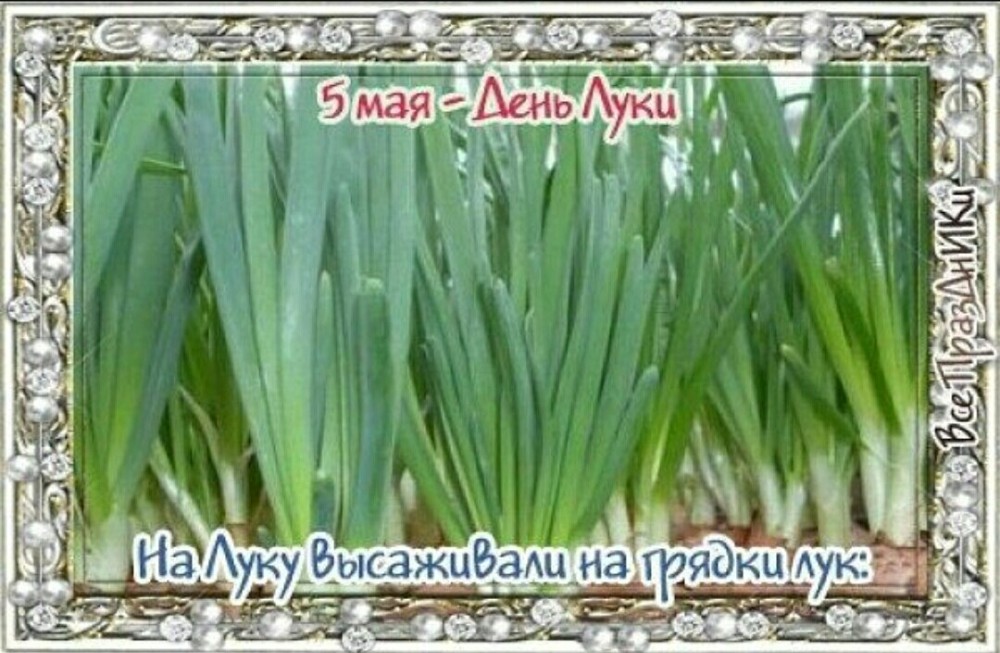 С днем луки картинки