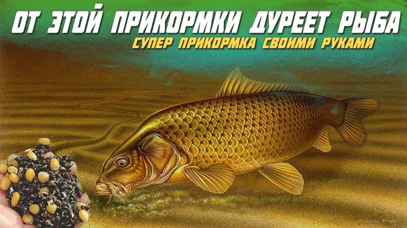 Создать мем: прикормка на карася, сазан cyprinus carpio, секреты рыбалки