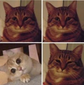 Create meme: happy cat meme, meme cat, cat meme
