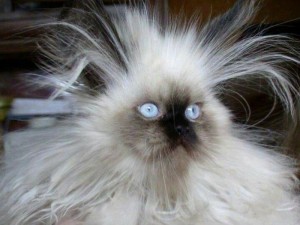 Create meme: lolcats, funny cats, Persian cat