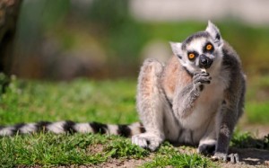 Create meme: monkey, lemur, lemur hd