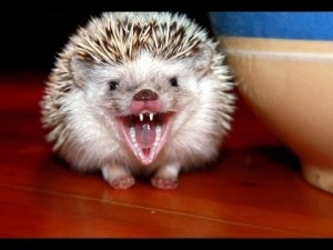 Create meme: hedgehog hedgehogs, African hedgehog, African hedgehog