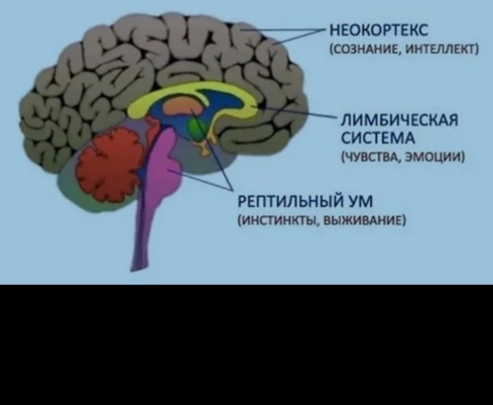 Create meme: the reptilian brain and limbic system, brain structure limbic system neocortex, cortex, limbic system and reptilian brain