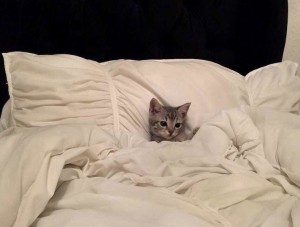 Создать мем: котик спит в кроватке, кот лежит на кровати, кот на кровати