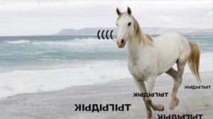 Create meme: horse hd, white horse, meme tugidak