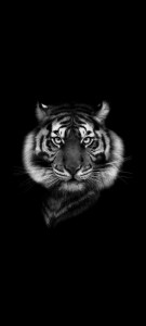 Create meme: black tiger, tiger face BW
