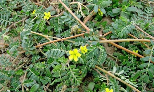 Создать мем: трава якорцы, tribulus terrestris, растение якорцы стелющиеся