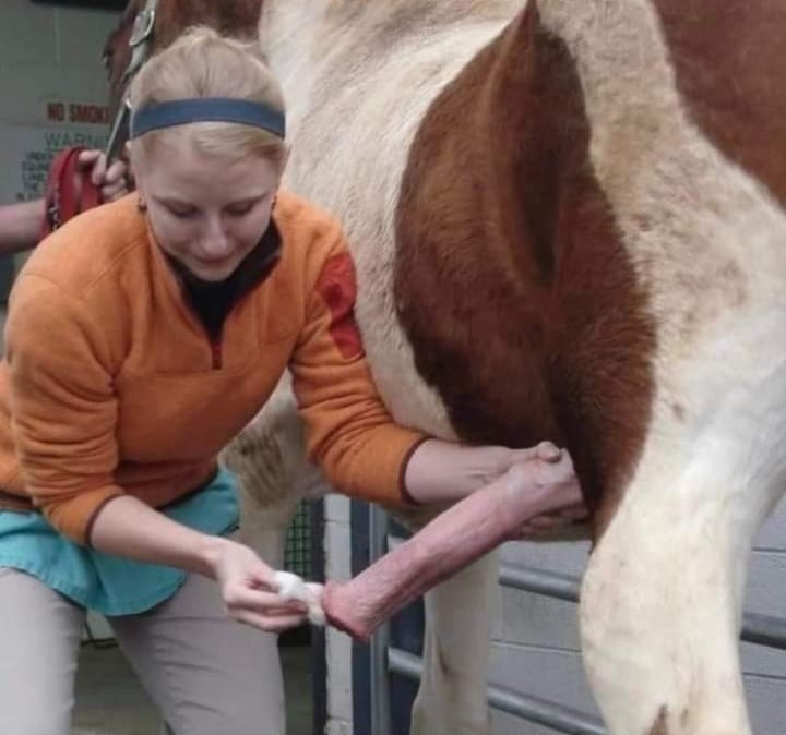 Create meme: bulls insemination artificial insemination, artificial insemination of cows, seed collection from stallions