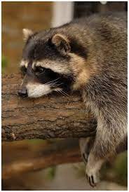 Create meme: sad raccoon, enotik, evil raccoon a gargle