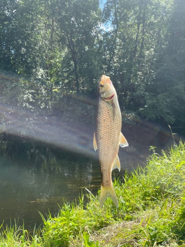 Create meme: fishing on the river, chub fish, fishing 