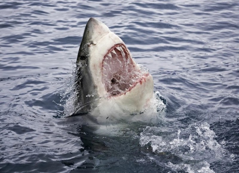 Create meme: a giant white shark, great white shark , white shark mouth