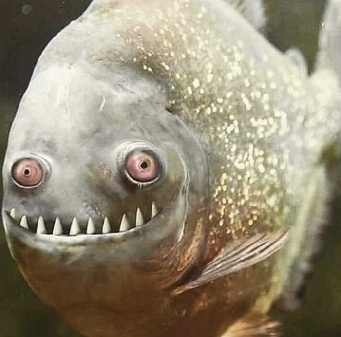 Create meme: piranha fish, fish with bulging eyes, piranha fish is small