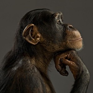 Create meme: chimpanzee, pensive chimp, Sasha grey