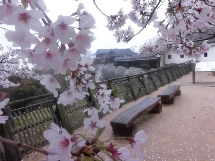 Создать мем: тояма сакура, cherry blossom sakura, цветущая сакура