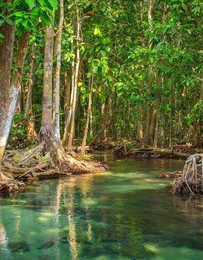 Создать мем: мангровые заросли сундарбан, мангры, мангровый лес сундарбан