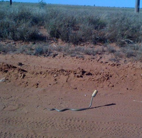 Create meme: Sandy efa snake, australia meme, snakes of the desert