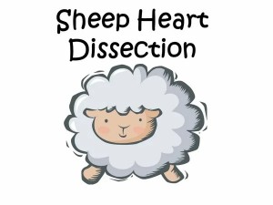 Создать мем: sheep cartoon, овца мультяшная, овца
