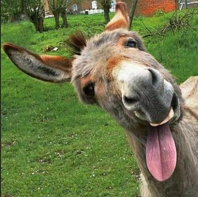 Create meme: donkey , the ass is funny, funny donkey