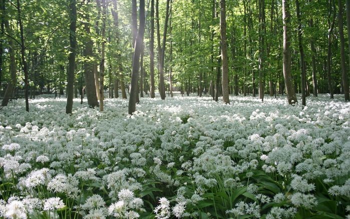 Create meme: white flowers in the forest, white forest flowers, spring forest
