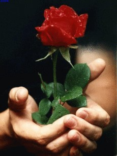 Создать мем: цветок любви, роза в ладонях, дарить цветы