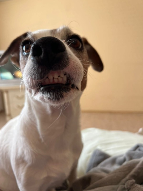 Создать мем: маленькая собака улыбается, джек рассел терьер, джек рассел