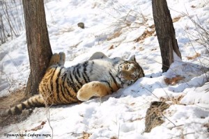 Create meme: Amur tiger the Amur tiger, Amur Siberian tiger, Siberian tiger in winter