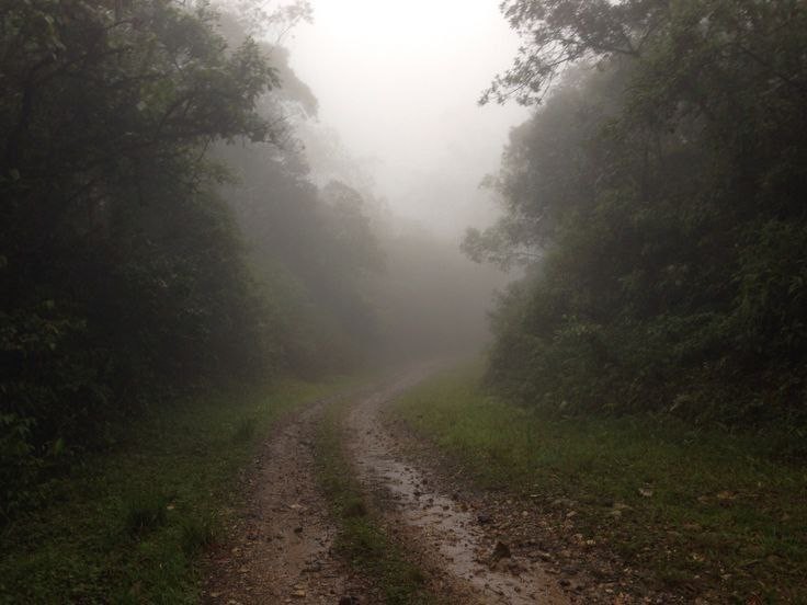 Create meme: the road is mud, road , forest after rain fog