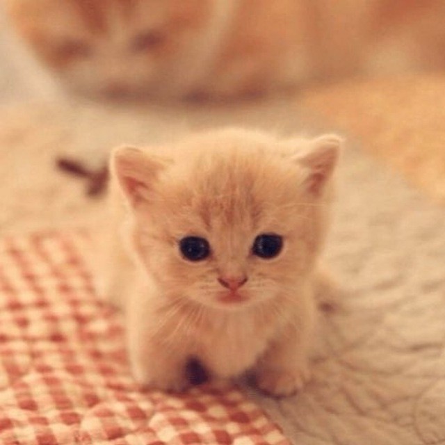 Create meme: cute kittens , milota cats, cute little cats