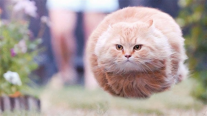 Create meme: The cat is round, The cat is flying meme, the cat from the meme