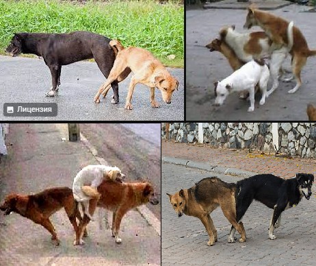 Create meme: dogs stuck together priests, matted dogs, scolding