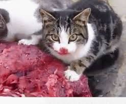 Create meme: cat eater, Cat, cat eats meat the blood