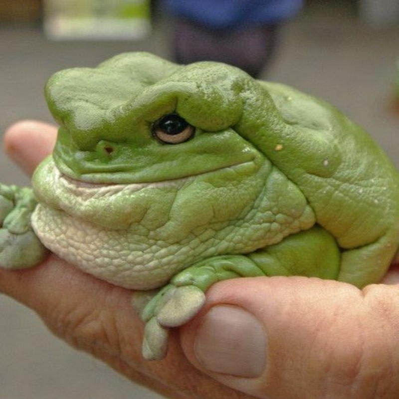 Create meme: toad frog, toad , frog frog