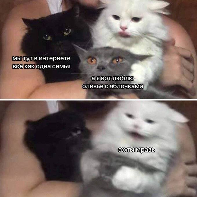 Create meme: cats meme, cat, people