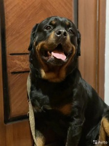 Create meme: breed of dogs Rottweiler, breed Rottweiler, Rottweiler