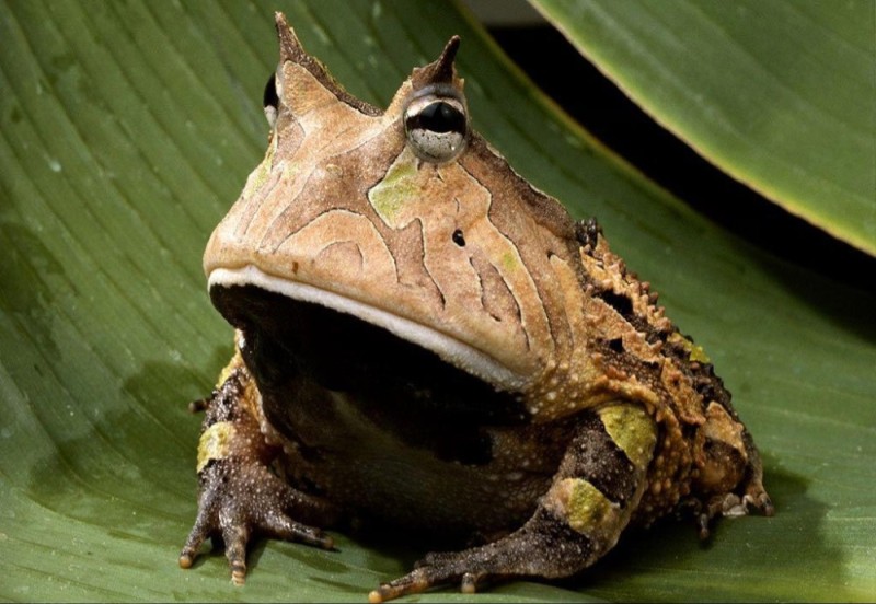 Создать мем: амазонская молочная лягушка, амазонская рогатка лягушка, рогатая жаба