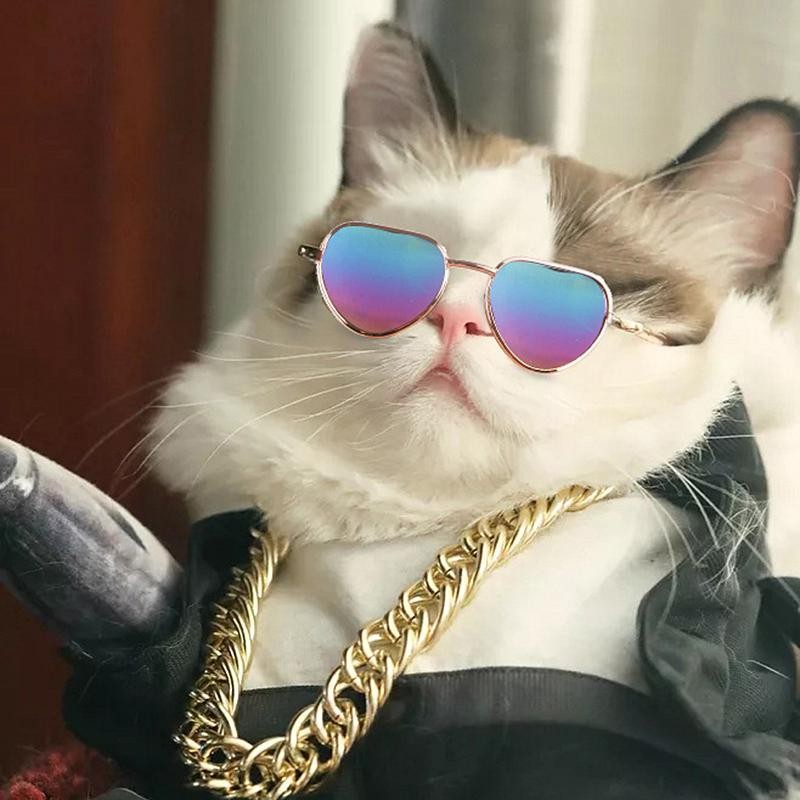 Create meme: cool cats , cool sunglasses